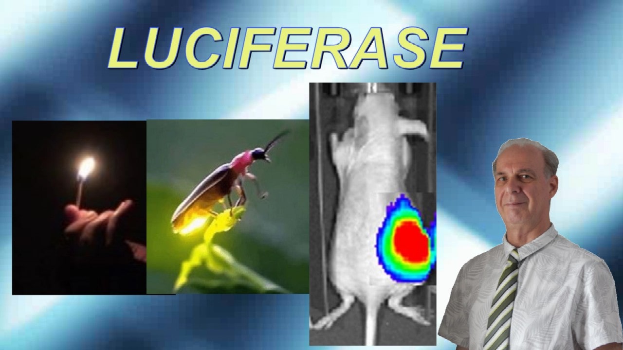 Luciferase