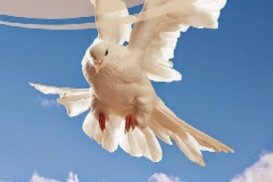 Arouto de Cristo Spiritual Gifts