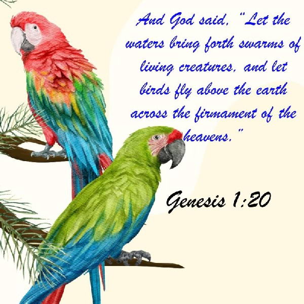 Genesis 1:20-30